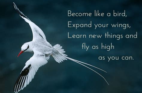 Become like a bird, expand your wings | Mind Waves