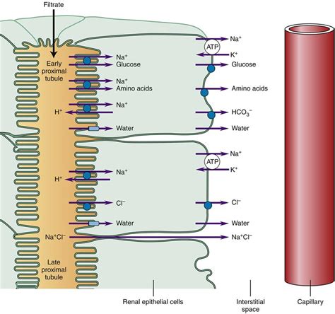 Diagram Renal Tubule Cell Diagrams Mydiagramonline