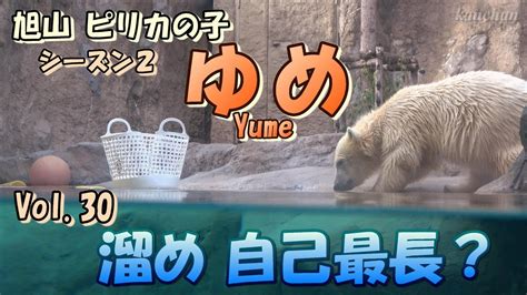 Vol A Polar Bear Cub Yume Year