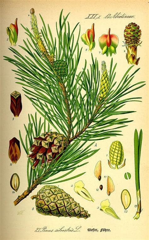 Pinus Brutia Live Nisyros