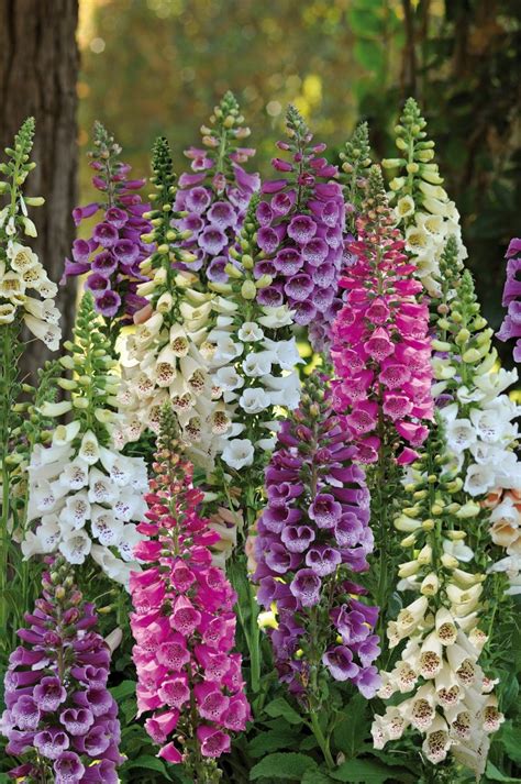 Digitalis Dalmatian Mixed 3 Large Plug Plants Golden Valley Plants