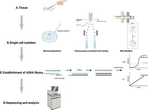 Single Cell Rna Sequencing In The Context Of Neuropathic Pain Progress