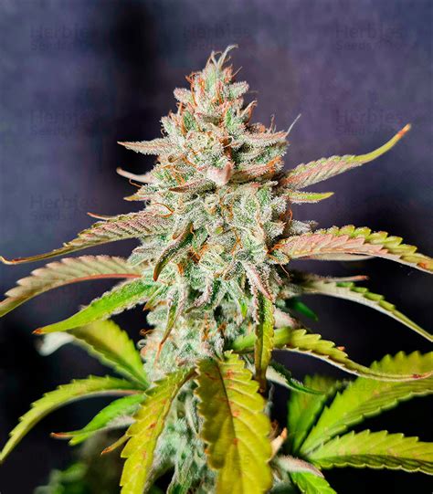 Buy Gelato Autoflower Feminized Seeds By Herbies Seeds Usa Herbies