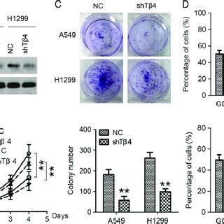 T Gene Silencing Inhibits Nsclc Cell Growth In Vitro A Western Blot