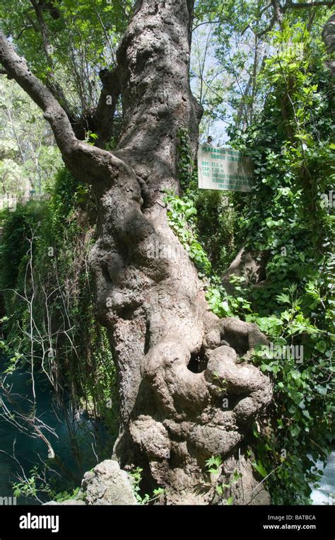 Turkey Antalya Upper Duden River A 600 Year Old Oriental Plane Tree