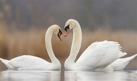 [100+] Swan Pictures | Wallpapers.com