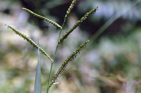 Field Biology In Southeastern Ohio Pass The Grass Centipede Grass Grass Grassland