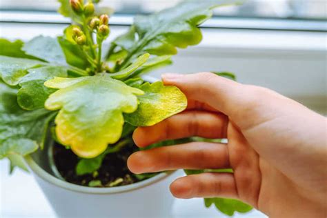 Kalanchoe Leaves Turning Yellow Here S How To Revive Them Succulent