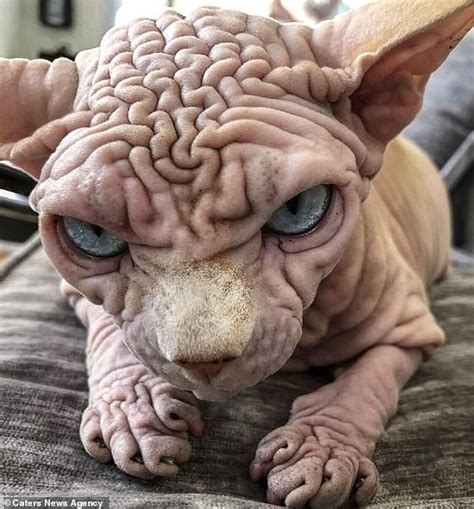 Wrinkly Naked Sphynx Cat Xherdan Looks Grumpy As He Plays With Owner