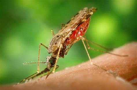 La malaria uccide un bambino ogni due minuti cos è sintomi e cura