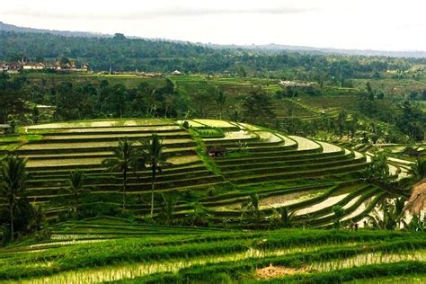 Bali Ganztagstour Mit Nungnung Wasserfall Beratan See Jati Luwih