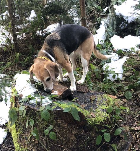 Schn Ffelspass Verhaltensmedizin Bei Hund Und Katzeverhaltensmedizin