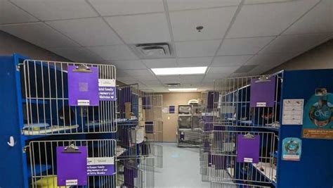 Ohio Animal Shelter Emptied For Home For The Holidays Program