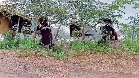 Video Viral Orang Utan Setinggi Rumah Berkeliaran Di Pemukiman Warga