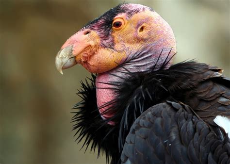 Program To Save The California Condor From Extinction Is Making Strides