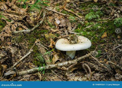 Destroying Angel Mushroom stock image. Image of americana - 194899361