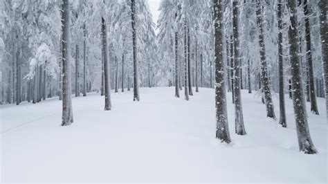 Drone Voando Por Uma Floresta De Abetos Nevados No Inverno Foto Premium