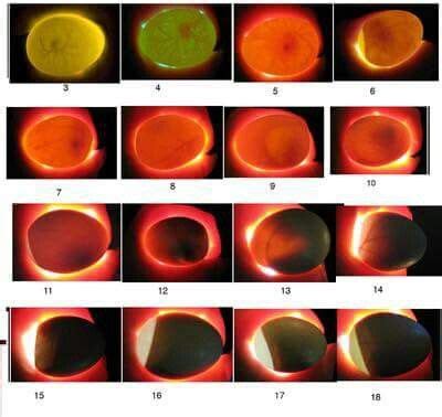 Egg Hatching Stages
