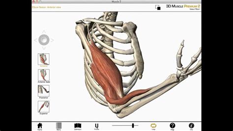 Elbow Flexion Shoulder Flexion And Forearm Supination Biceps Brachii