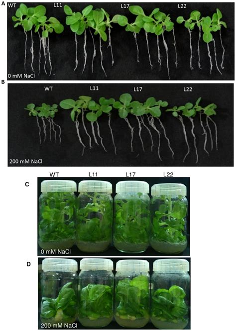 Phenotypic Comparison Of The Growth Of Wt And Transgenic Lines Download Scientific Diagram