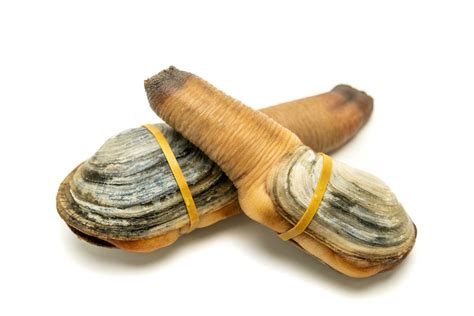 Geoduck Clam Faqs Fathom Seafood