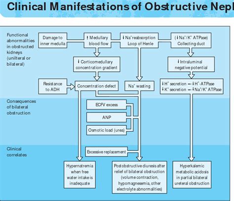 Figure From Reflux And Obstructive Nephropathy Anatomy Of