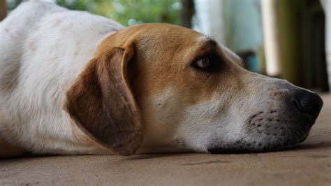 Free Images Puppy Nose Snout Vertebrate Labrador Retriever Dog