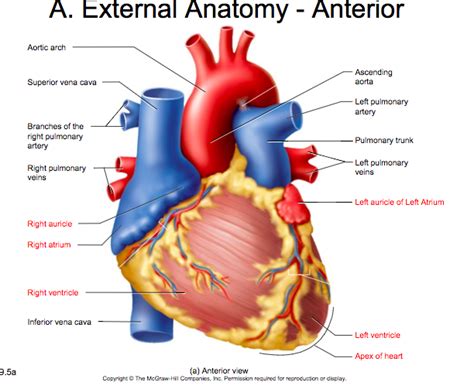 A P Lab Exam Heart Anatomy Diagram Quizlet