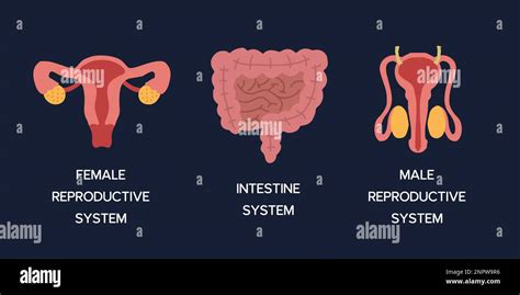 Human Internal Organs Cartoon Anatomy Body Parts Intestinal System