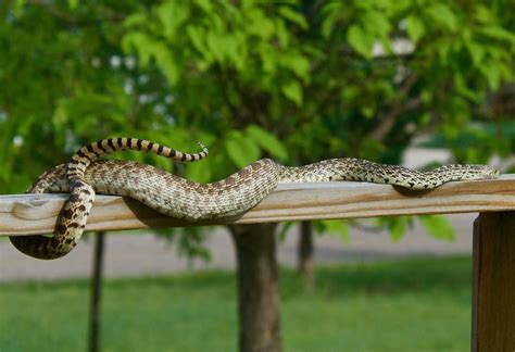 How to Measure a Bull Snake - Plants and Animals of Northeast Colorado