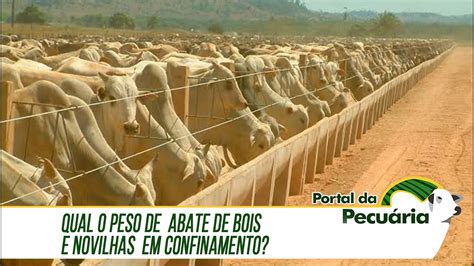 Qual O Peso De Abate De Bois E Novilhas No Confinamento YouTube