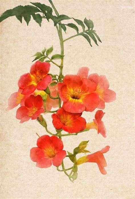 Pin By Bruce Tinch On Art Flowers Watercolor Flower Art Botanical