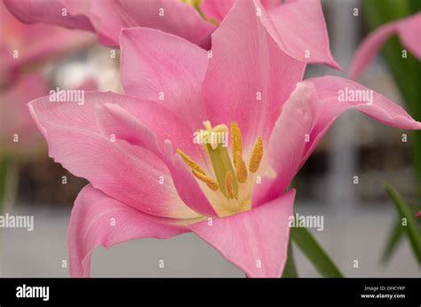 tulip china pink stock photo alamy