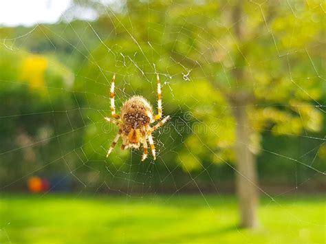 Spider on Spider& X27;s Web with Landscape and Green Background Stock ...