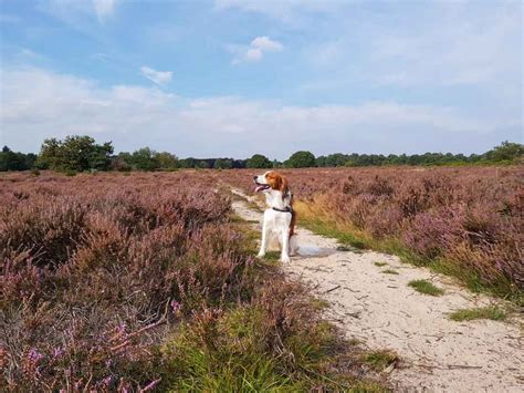 Met De Hond Naar De Hoorneboegse Heide Hondenlosloopgebied Woef Welkom