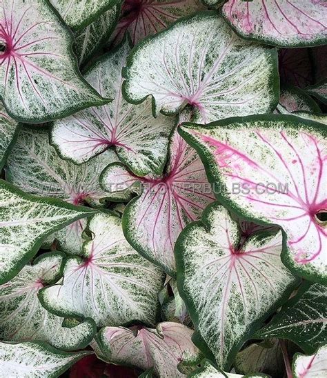 Caladium Strapleaved Pearl Blush No P Carton Rotex