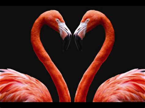 Divine Pink Flamingos Quotes. QuotesGram