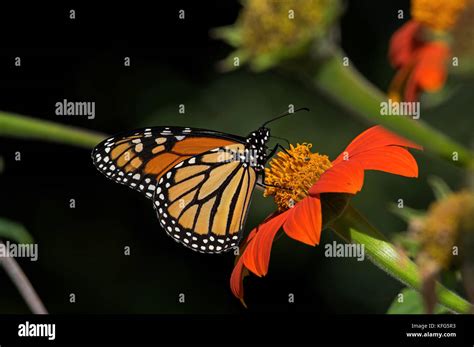 Monarch Butterfly On Tithonia Diversifolia Or Mexican Sunflower Stock