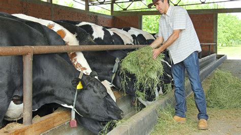 Cómo demostrar una alimentación animal sostenible en la producción