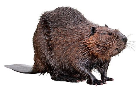 Royalty Free Beaver Pictures Images And Stock Photos Istock