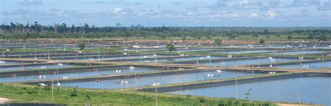 Paradigm shifts in shrimp farming - Responsible Seafood Advocate