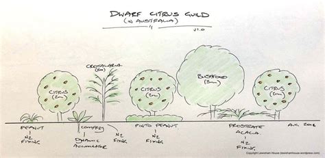 A Permaculture Citrus Guild In Australia Tree Guild Lemon Tree