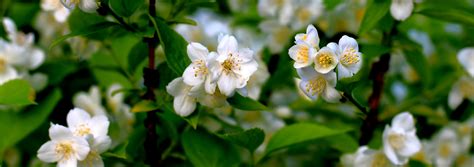 Jasmine Care - How To Grow And Care For Jasmines