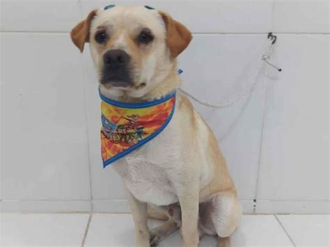 Adoção de Cachorro Santo André SP Sem nome 2 a 6 meses Raça SDR