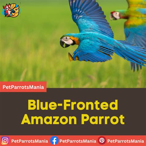 Blue-Fronted Amazon Parrot - Parrots Mania