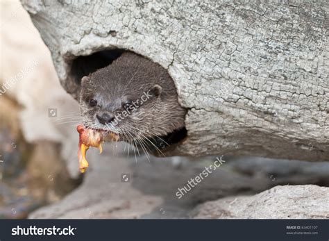 Otter Feeding Stock Photo 63401107 : Shutterstock