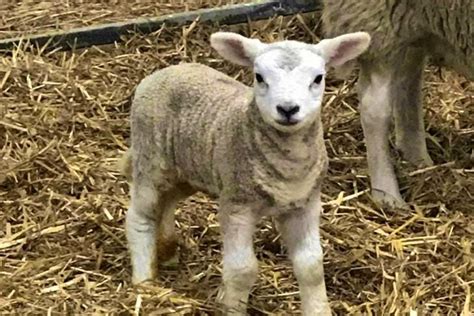 20 Welsh Mule Texel Cross Store Breeding Ewes Lambs With Lambs At