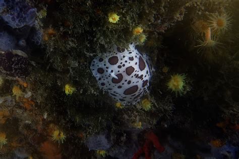 Doris dalmatienne Peltodoris atromaculata André LABETAA Flickr