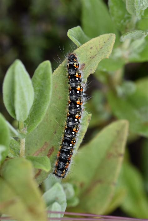 Oruga De Psilogaster Loti En Cistus Albidus 11299883 Flickr