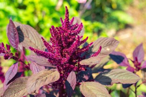 Lindas Sementes De Flores Roxas De Amaranto Vegetal Florescem No Jardim